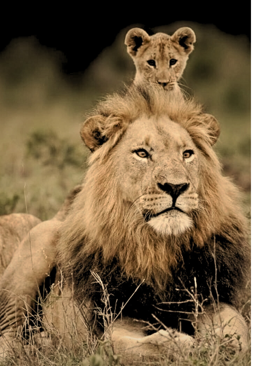 Assertiveness and Humility